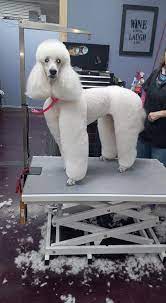 Hair Of The Dog Grooming Salon | Services, Pet Grooming | Vegas Best Awards