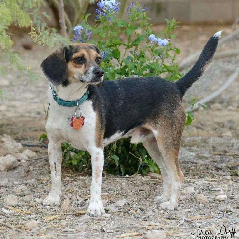 Southern Nevada Beagle Rescue Foundation | Nonprofit Organization, Animal Nonprofit | Vegas Best Awards