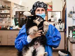 Spencer Springs Animal Hospital | Pet Grooming, Veterinarian | Vegas Best Awards